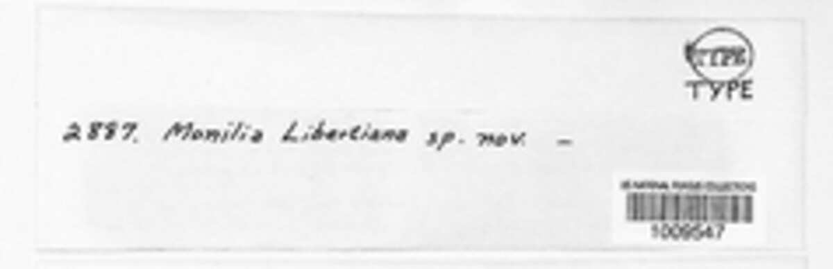 Monilia libertiana image